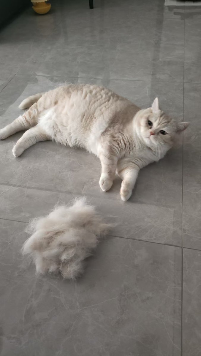 MuziCleo's tweet photo. Mon chat perd tellement de poils que je pourrais bientôt en faire un pull.😂 https://t.co/qaw7uy3W9B