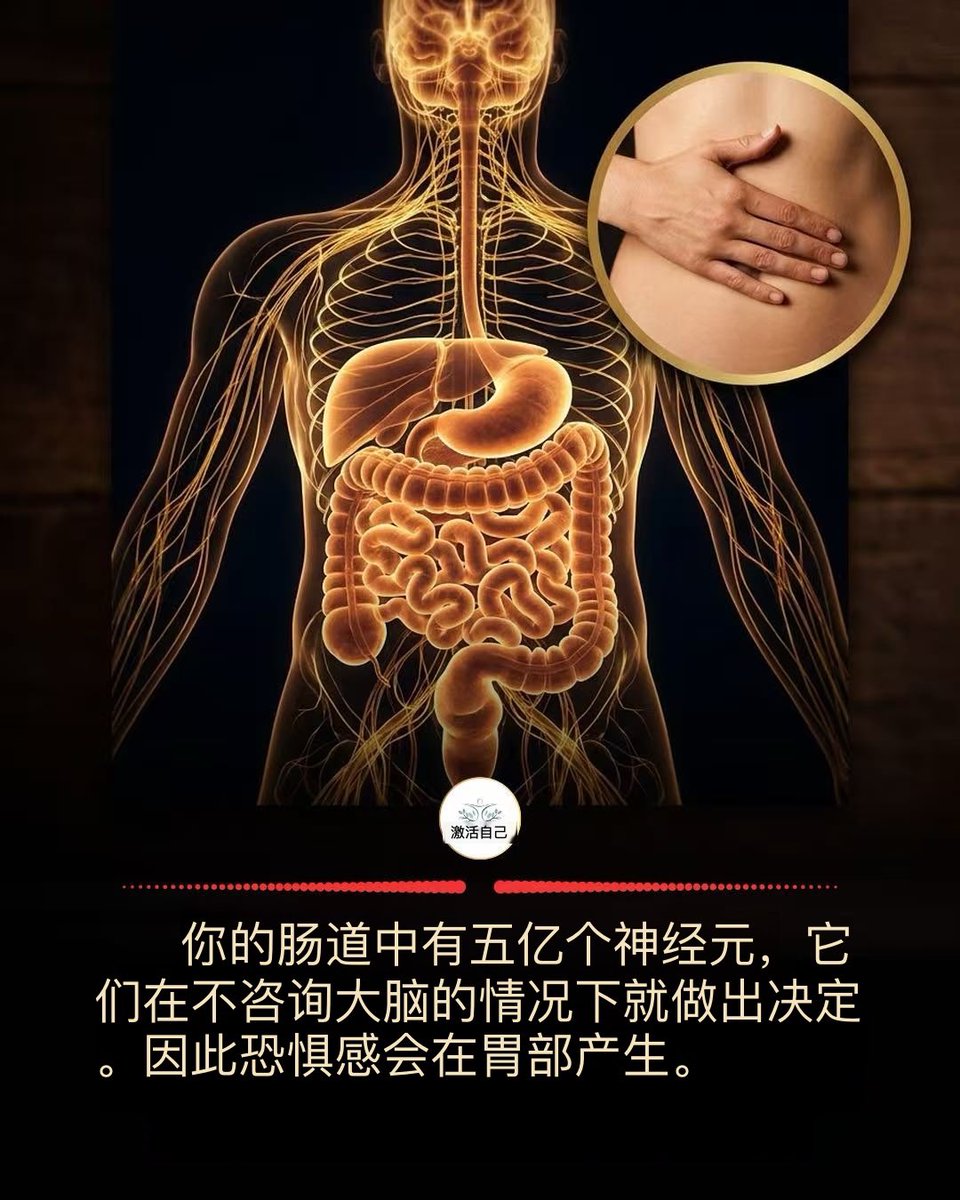 xYsfknBXPT6M0jo's tweet photo. 🧠 在你的肠道壁上，有一个由大约五亿个神经元组成的大脑网络。它被称为肠神经系统，其自主性如此之强，以至于被称为“第二大脑”。

这不是一个漂亮的比喻。这是一个网络，即使切断将其与大脑连接的神经，它也能协调整个消化过程。它自己做决定。

两个大脑之间的沟通主要朝着一个令人惊讶的方向进行：迷走神经中近百分之九十的纤维将信息从肠道传向大脑，而不是反过来。你的肠道对你的头脑说话远比你的头脑对它说话多。

这就是每个人都感受到的东西的解释。面试前的胃部紧缩感。考试那天腹泻。“我有种直觉”，在西班牙语和英语中，这种感觉都定位在肠胃里。

不是情绪“下降”到胃部。而是胃部参与了情绪。

还有另一个改变视角的数据：身体大约百分之九十的血清素是在肠道中产生的，而不是在大脑中。肠道血清素不会穿越到大脑，但它确实会影响通过迷走神经向上传输的信号。

在评论中，我会留下什么对这个网络有益，什么会干扰它。