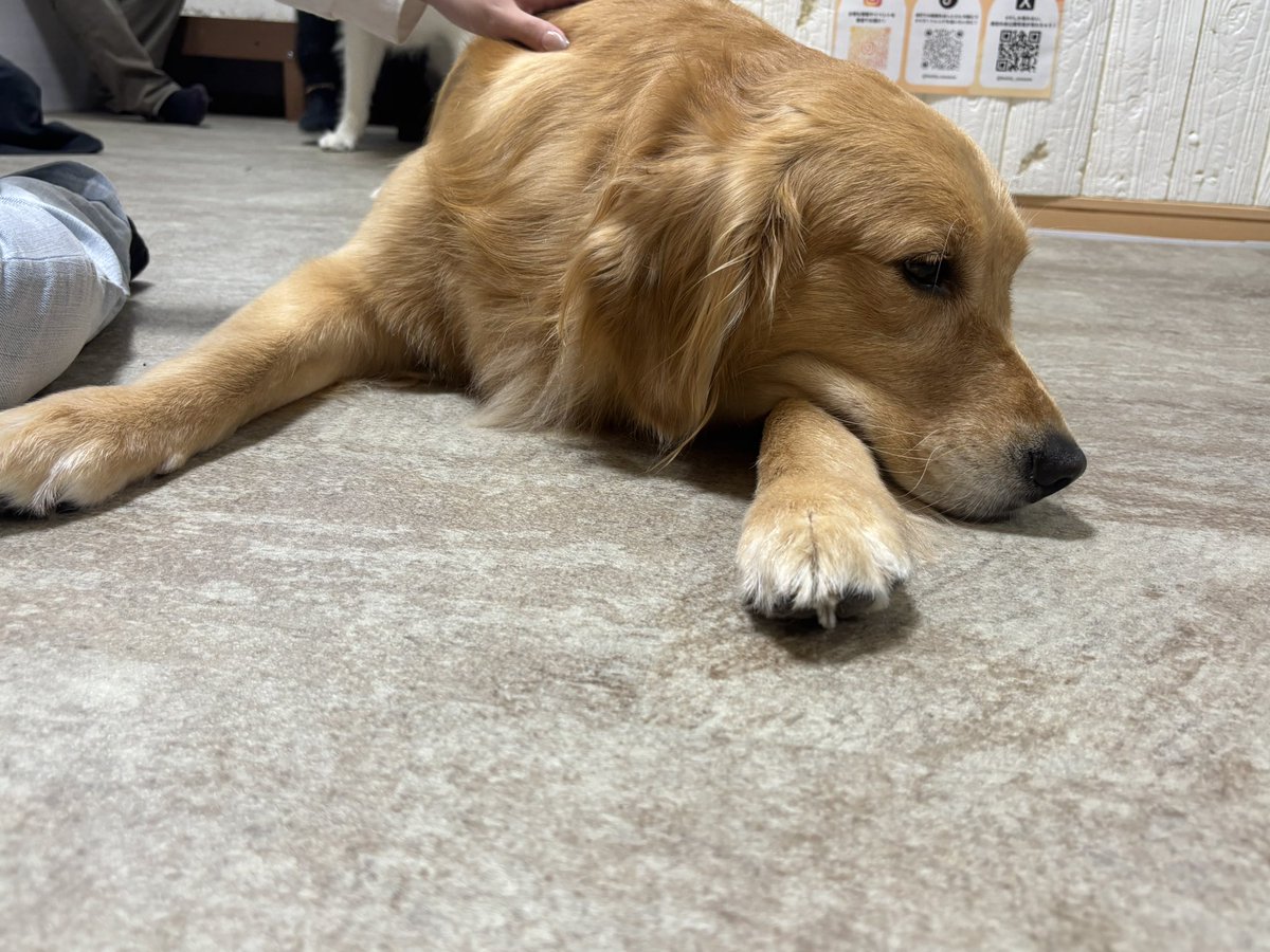 Yurieeeee1221's tweet photo. えへへ🐶 https://t.co/WLyXE57BW6