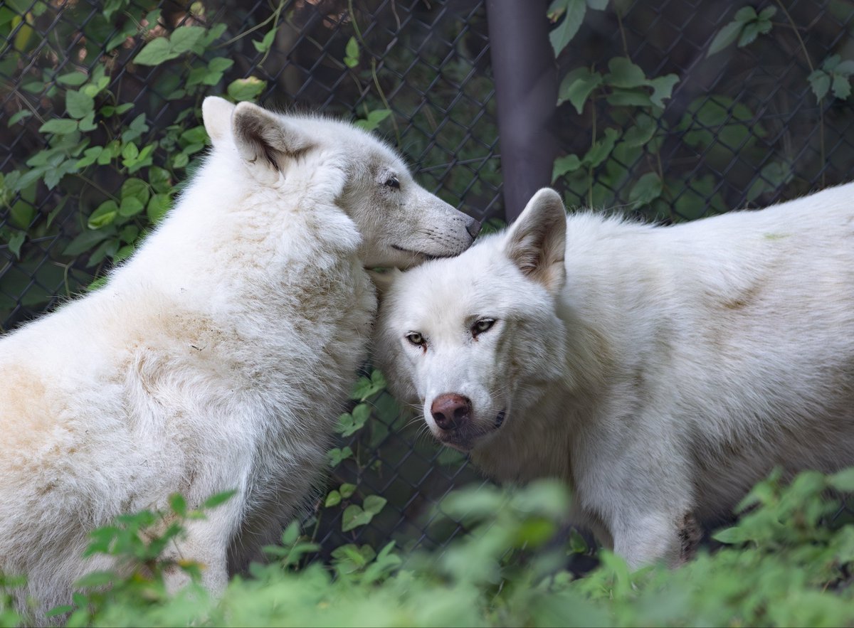 nimal_pho's tweet photo. 尊すぎる…

2026.8.14
東山動植物園
シンリンオオカミ
リン&amp;ティム https://t.co/BiXPWNCtC1
