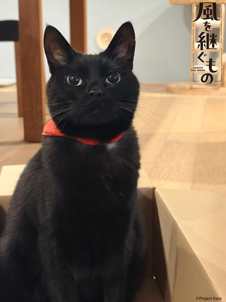kaze_tsugu's tweet photo. きょうは #黒猫感謝の日 🐈‍⬛

みんなひれふすにゃ😤

▼オリジナルTVアニメーション『風を継ぐもの』PV第1弾
https://t.co/cCyh6nDStf

#かぜつぐ #風を継ぐもの https://t.co/ykQ7cIYv1o