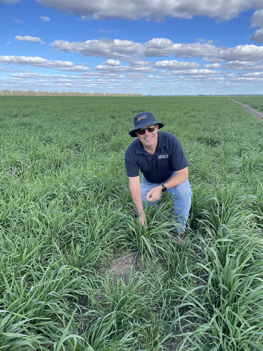 Bill_moree's tweet photo. @agtbreeding Agile seed crop at Condamine. Give me a call at Shepherd Grain if you’re interested in some seed. https://t.co/zkjwnnIM5j