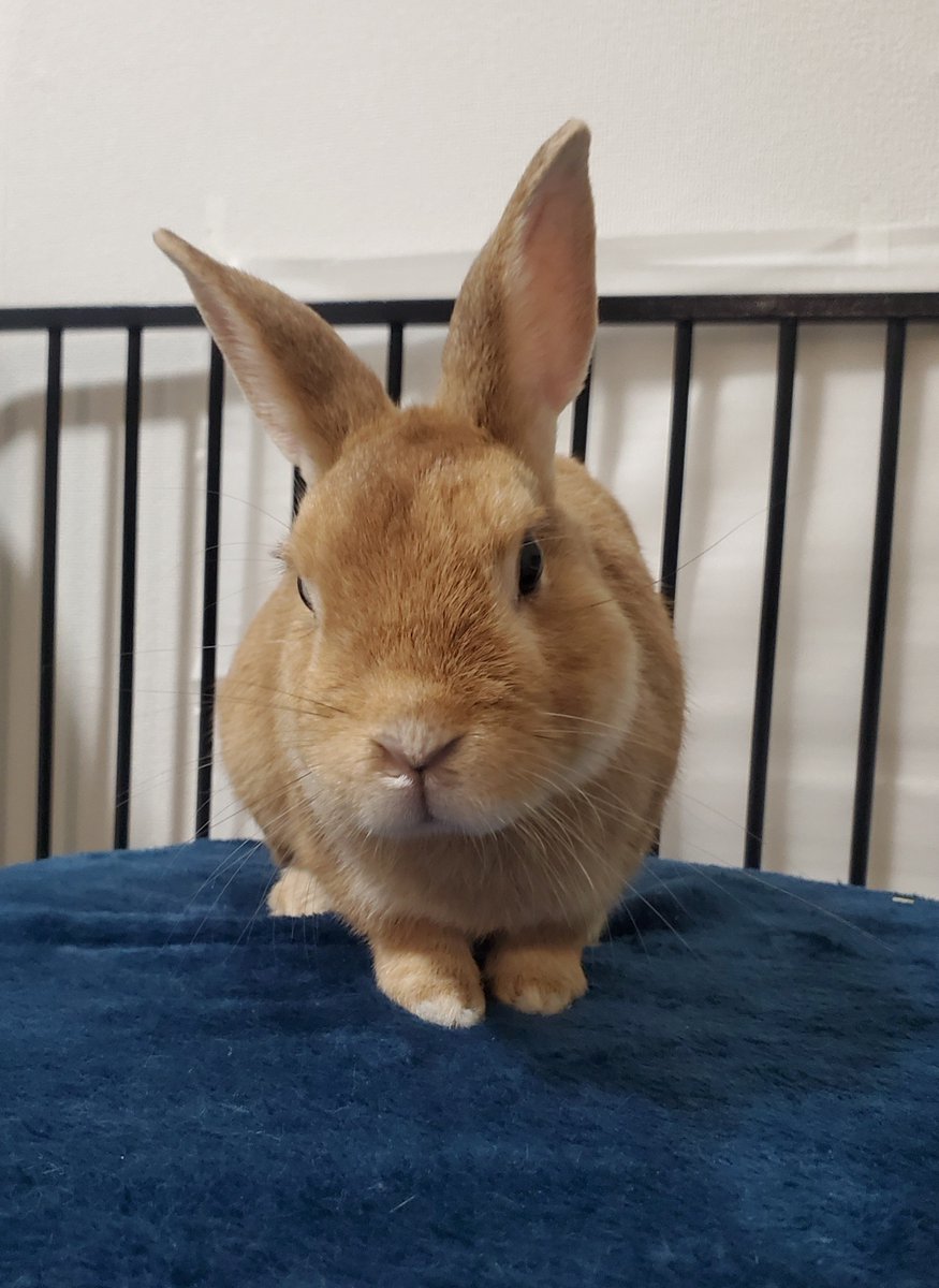 mmmchiez's tweet photo. 引っ越してからいろいろ探索したいのか、アクティブになった気がする🐰 https://t.co/txWTCpk6sr