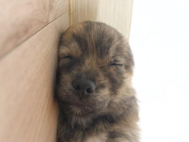 cutestpuppyy's tweet photo. Sleeping https://t.co/zknPgql421