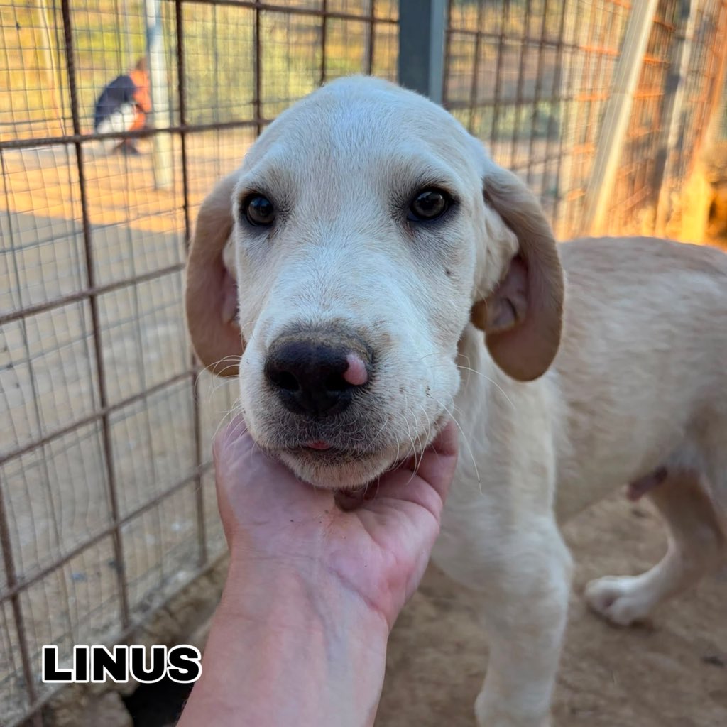 ohanarifugio's tweet photo. 🐾 TRE MERAVIGLIE CERCANO CASA CON URGENZA

⭕ Info: PER FAVORE NON CHIAMARE. ESCLUSIVAMENTE SE REALMENTE INTERESSATI via Whatsapp al +39 327 760 7352

🚼 Data di nascita: tre mesi  
📏 Taglia: media (25-28 kg da adulti) https://t.co/5dyYzBXCw4