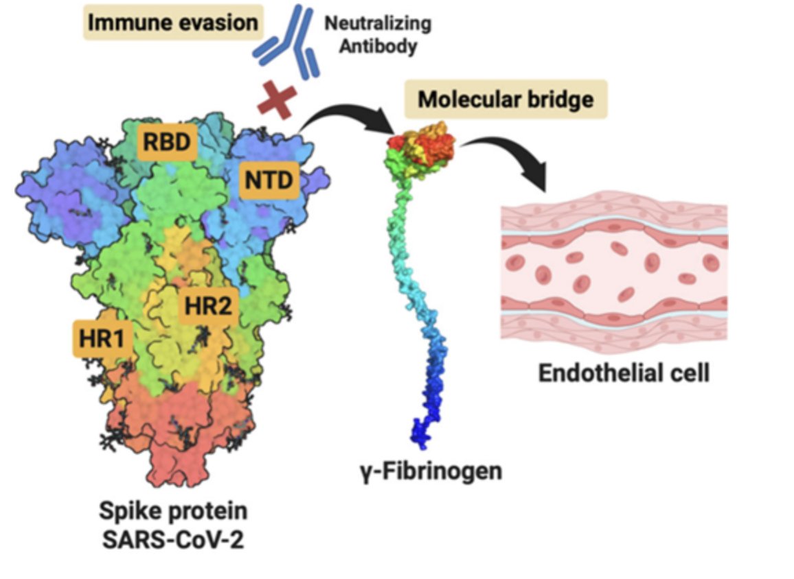 ACSBioMed's tweet photo. New Viewpoint in ACS Pharmacology &amp; Translational Science proposes fibrinogen as a molecular bridge linking SARS-CoV-2 immune evasion with endothelial access, thromboinflammation, and vascular injury. #ACSPharmTransSci 

https://t.co/VPNUVSrwrK https://t.co/IF8yTzPg4Q