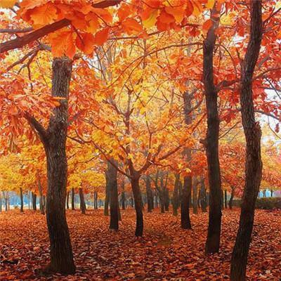 JudithMami90191's tweet photo. 🌺 🎈 💼 The mist of saunas steaming, birches birching backs in birch-bathed bliss. https://t.co/xmrZK5fm7n