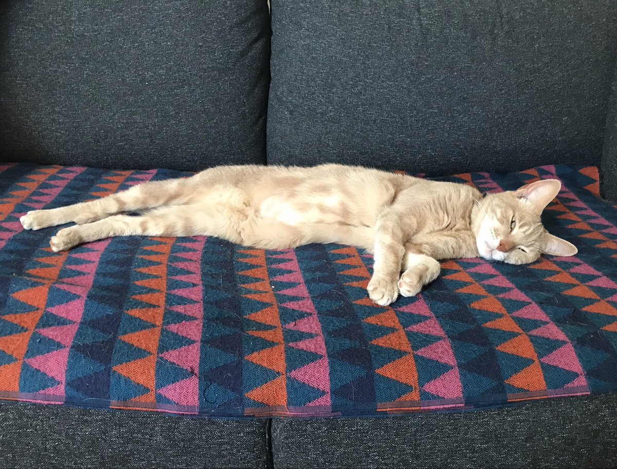 ianberriman's tweet photo. “Paint me like one of your French girls.” #catpic https://t.co/DoU5YkKjvj