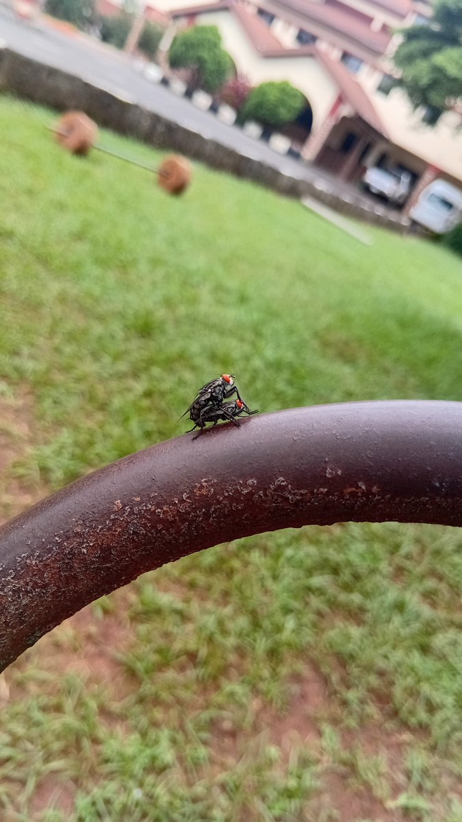 iamrecssy's tweet photo. How close have you seen a fly before 
#trending #fyp 😇 https://t.co/srVk5E27NC