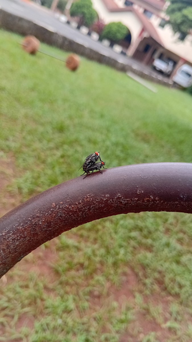 iamrecssy's tweet photo. How close have you seen a fly before 
#trending #fyp 😇 https://t.co/srVk5E27NC