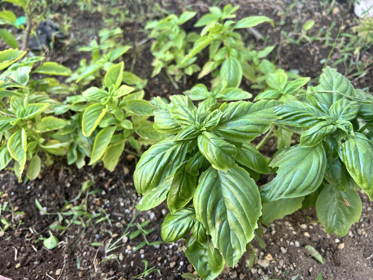889tora's tweet photo. 植えたバジルが虫に食べながらも成長中🌿
さぞ美味しんやろな https://t.co/h3fWjbMzHq
