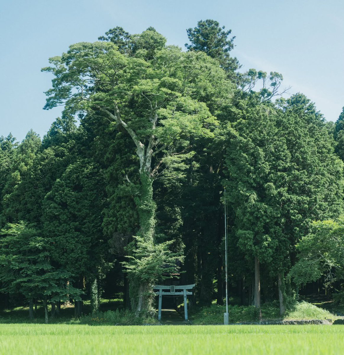 0__sho__2's tweet photo. FUJIFILMで切り取る田舎の夏。￼ https://t.co/1YH39uPkjV