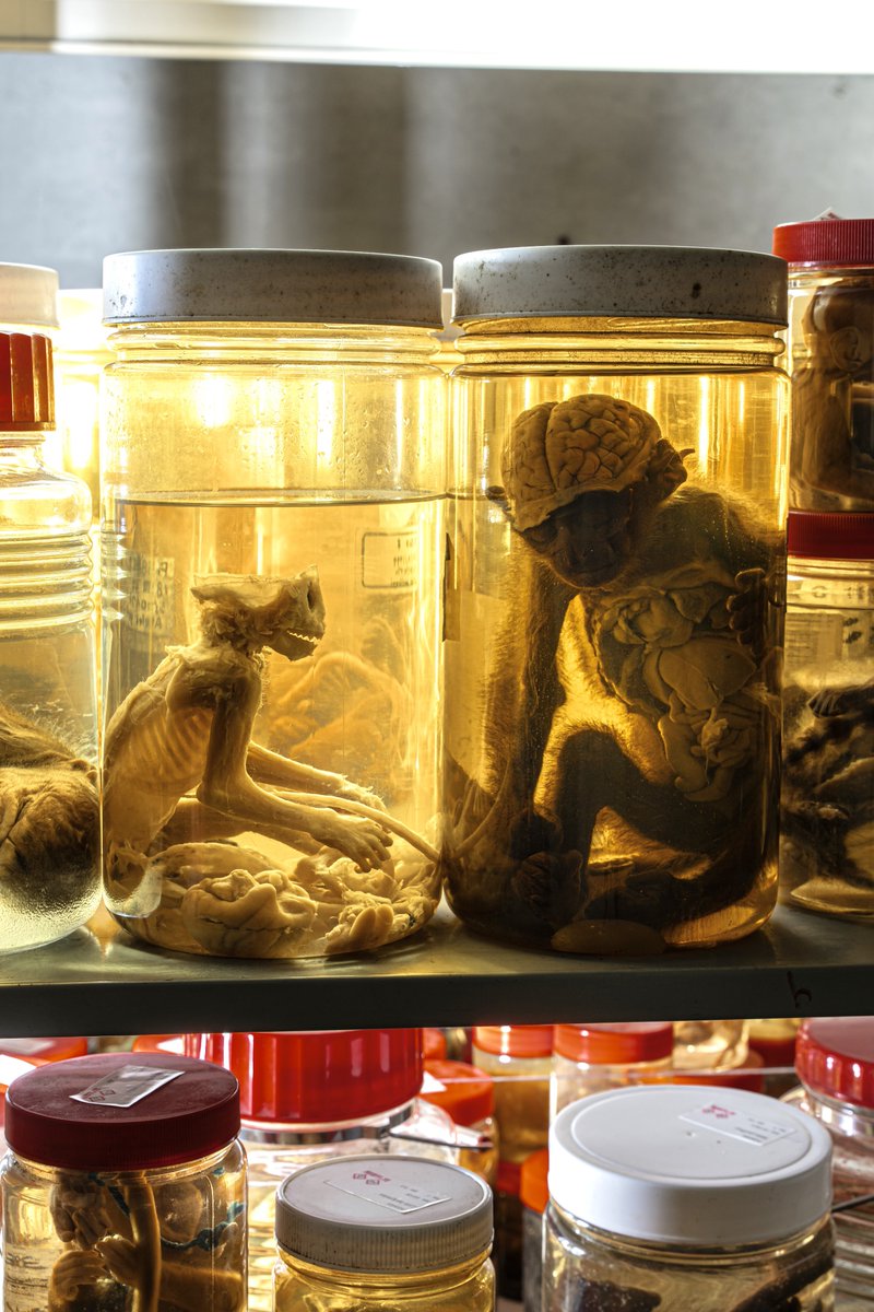 urbex_flan's tweet photo. 研究が中止され閉鎖された動物研究所の廃墟。
無数のホルマリン漬けはそのまま残されていた。 https://t.co/kkGF1c9DYL