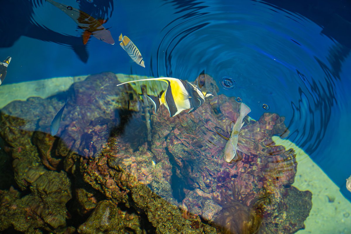 r______photo's tweet photo. 水族館撮るの難しい🥺 https://t.co/jZjPITdQpT