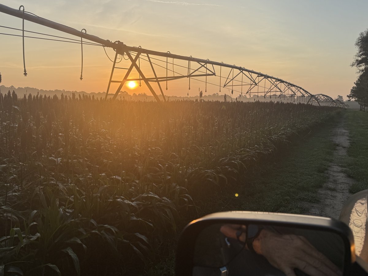 skeebohancock's tweet photo. Grain sorghum emits a distinctive smell when ready.  #mcf https://t.co/UaVzMO8ikV