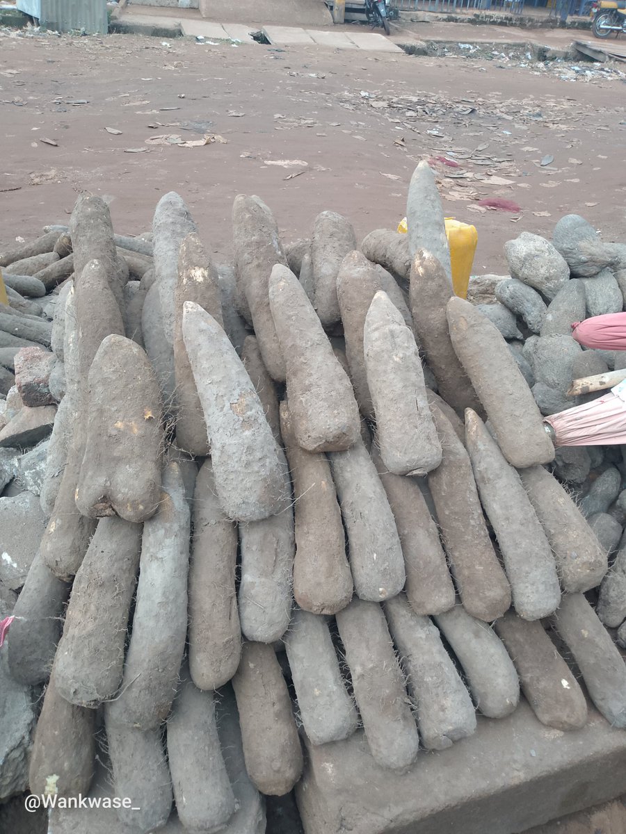 Wankwase_'s tweet photo. SWEET BENUE NEW YAM 
sweet, white and soft. 

N32,000

10 TUBERS OF SMALL MEDIUM YAM
Rubber of Sweet potatoes 
Oranges 
+ Delivery.

Nationwide Delivery https://t.co/yHwoPE9jvO