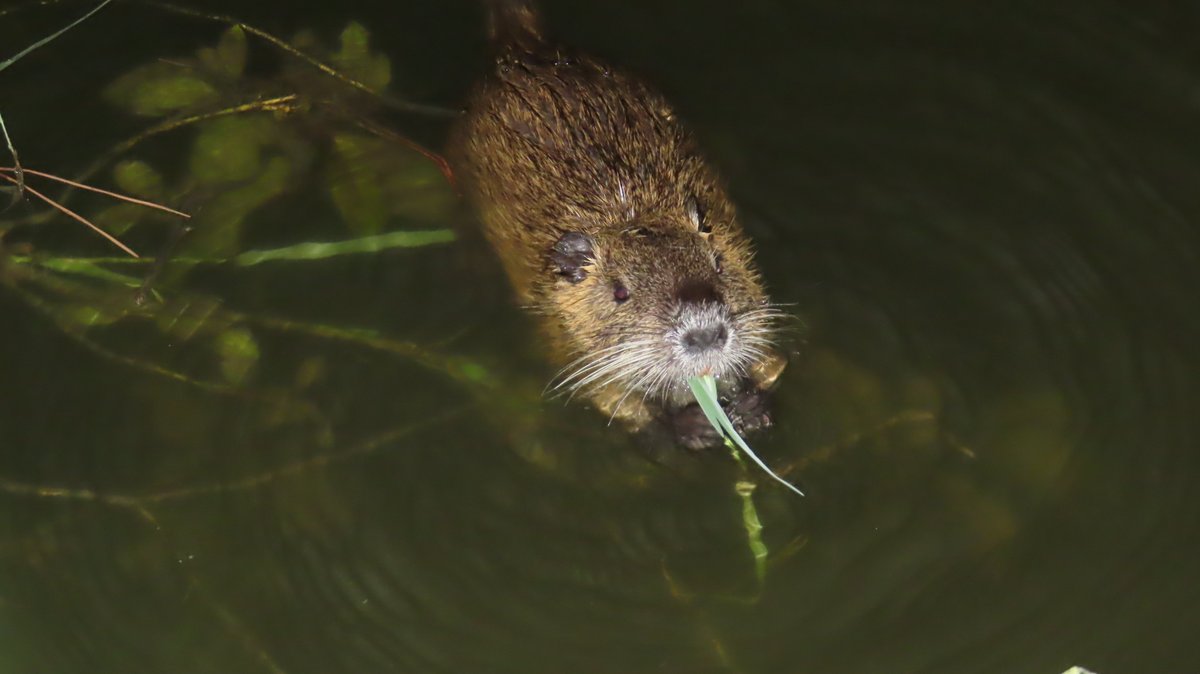 coypu_jp's tweet photo. 緑ヶ丘公園 ヌートリア 中1匹 8月14日 日没後
鳴き声が聞こえたので、そちらの方角にフラッシュ撮影しました。
#nutria #coypu #ヌートリア #ragondin #緑ヶ丘公園 https://t.co/5oTIuUaICj