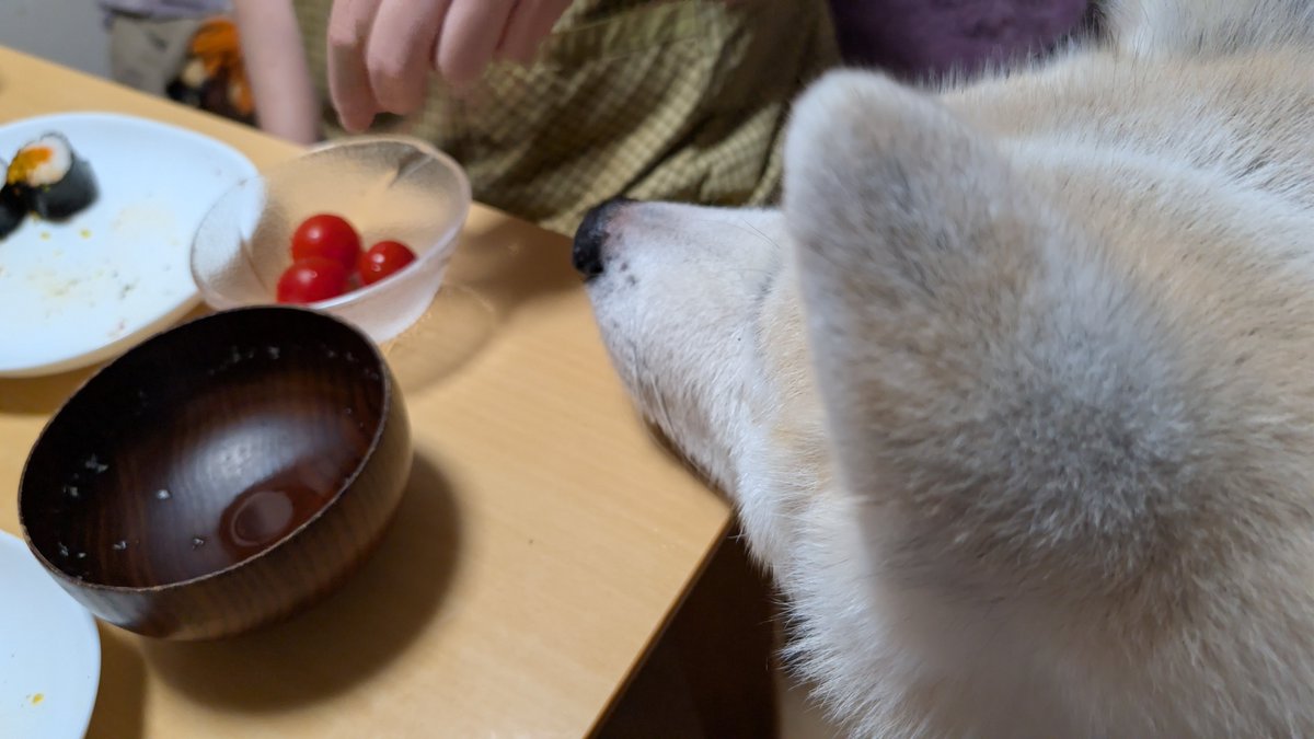 fancy_hut's tweet photo. かーちゃん…プチトマトちょうだい!! https://t.co/G6XnATTK4K