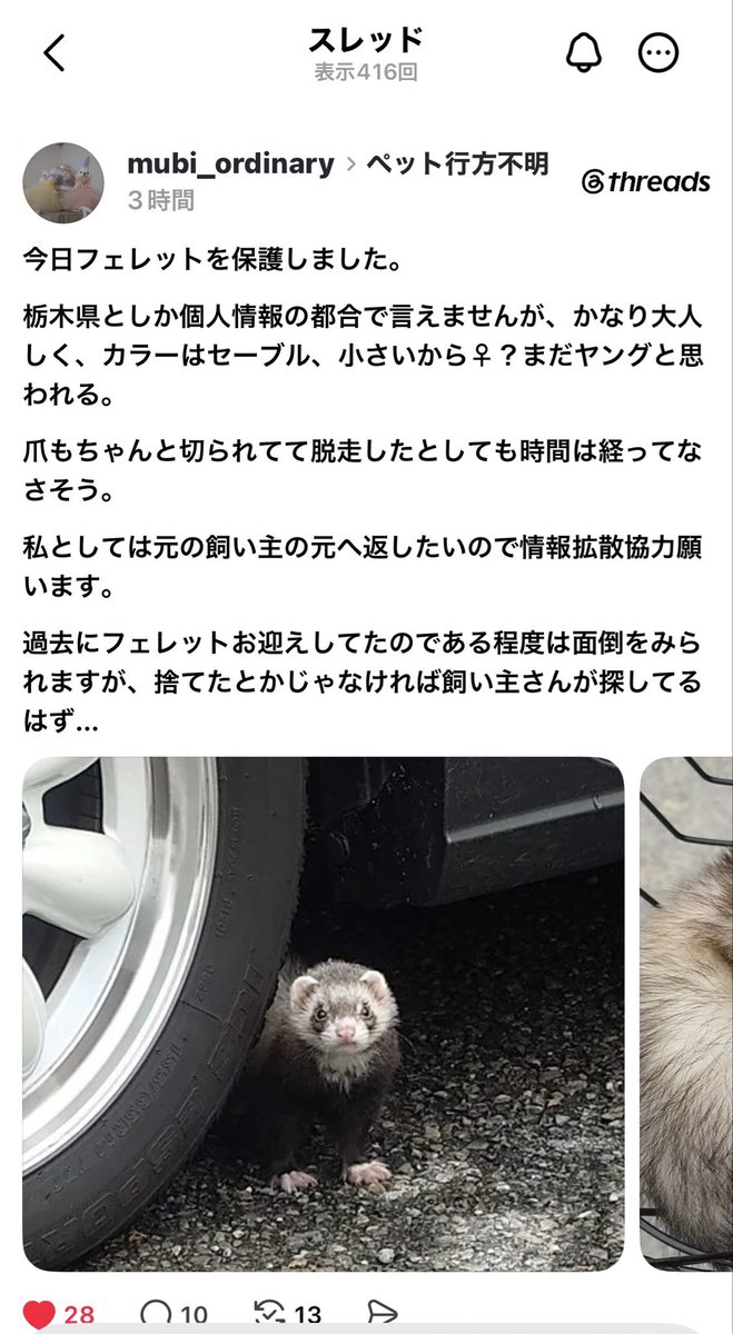 Wakame94268293's tweet photo. #栃木県
#フェレット保護
#飼い主捜索中
#情報求む
#拡散希望 https://t.co/Zf0xijCDMe