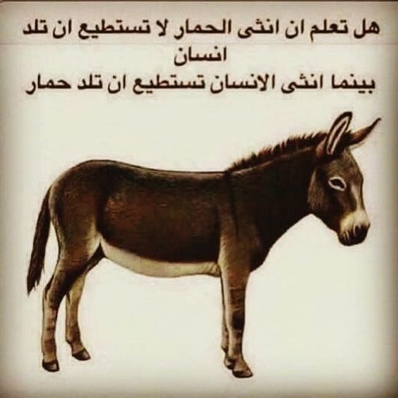 AHM14051's tweet photo. @Husaenalhanachy حمار مع مرتبة الشرف انهق ليل ونهار https://t.co/a3qfgZZGJr