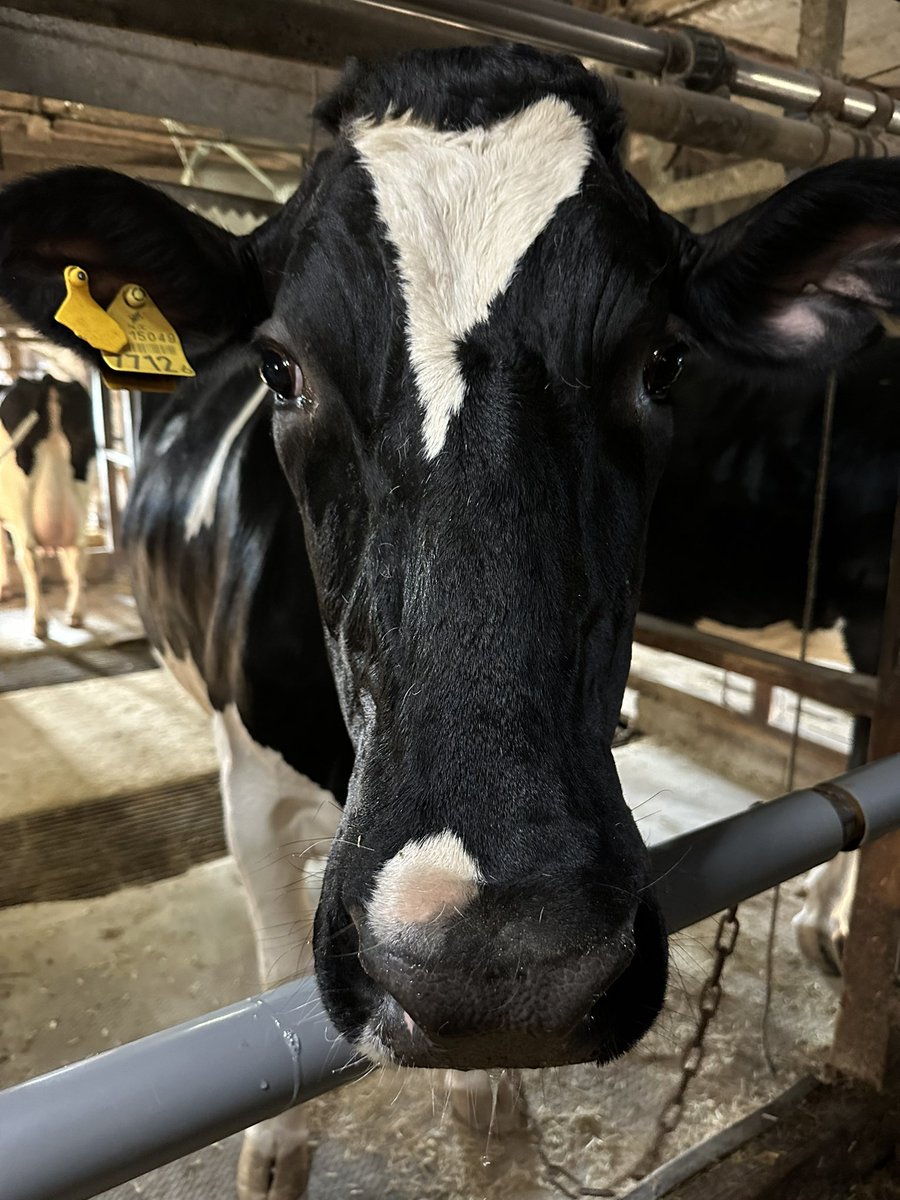 _NYUKATU's tweet photo. ミロ🐮

#牛乳でスマイル https://t.co/Jz7TI901L1