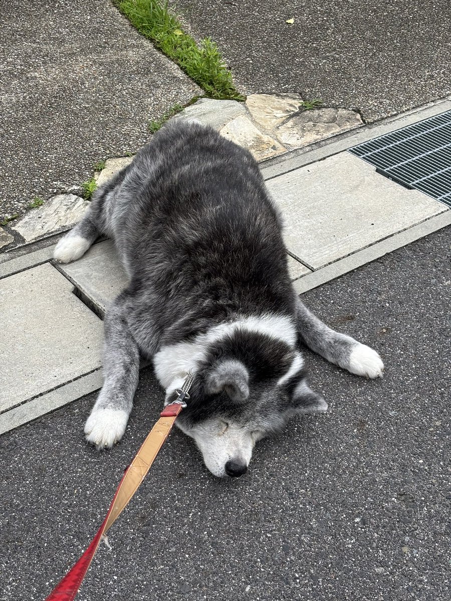 BEN_chama_K's tweet photo. 犬に任せると最短ルートで帰ろうとするので日々激しい攻防を繰り広げています https://t.co/wGEjJSSVlA