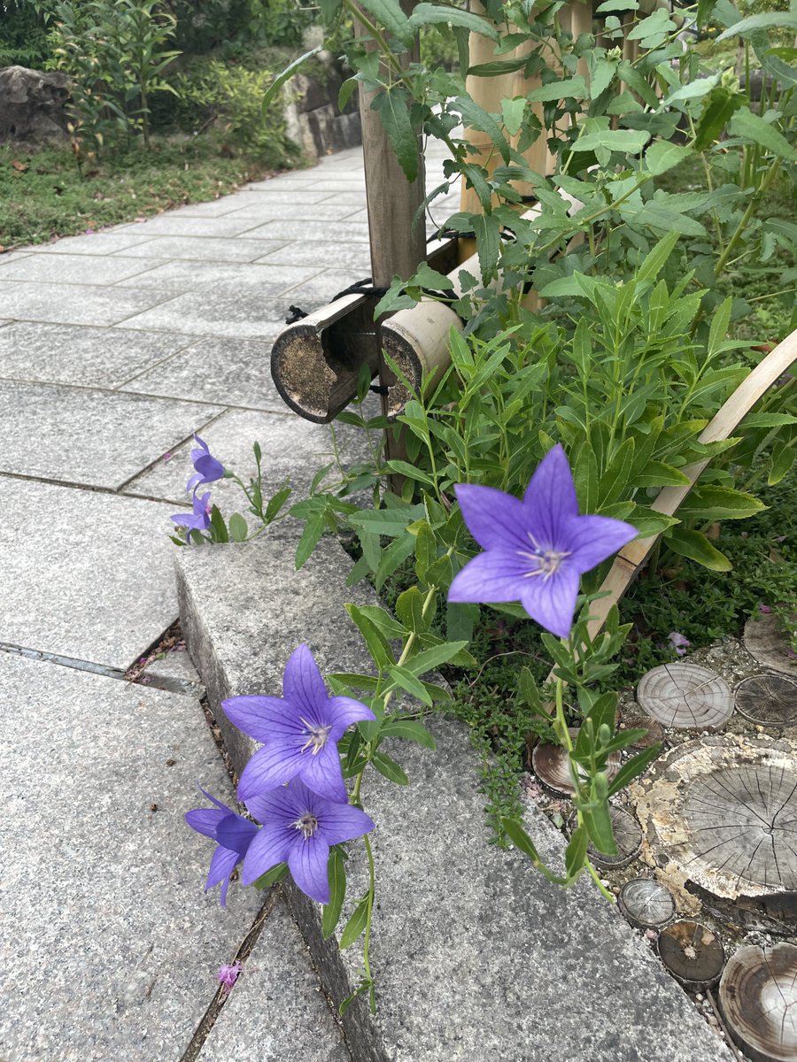 naorichanson's tweet photo. お盆は、静かに生活してます。
花壇からはみ出たリンドウが美しいです。 https://t.co/eYsq6PpehT