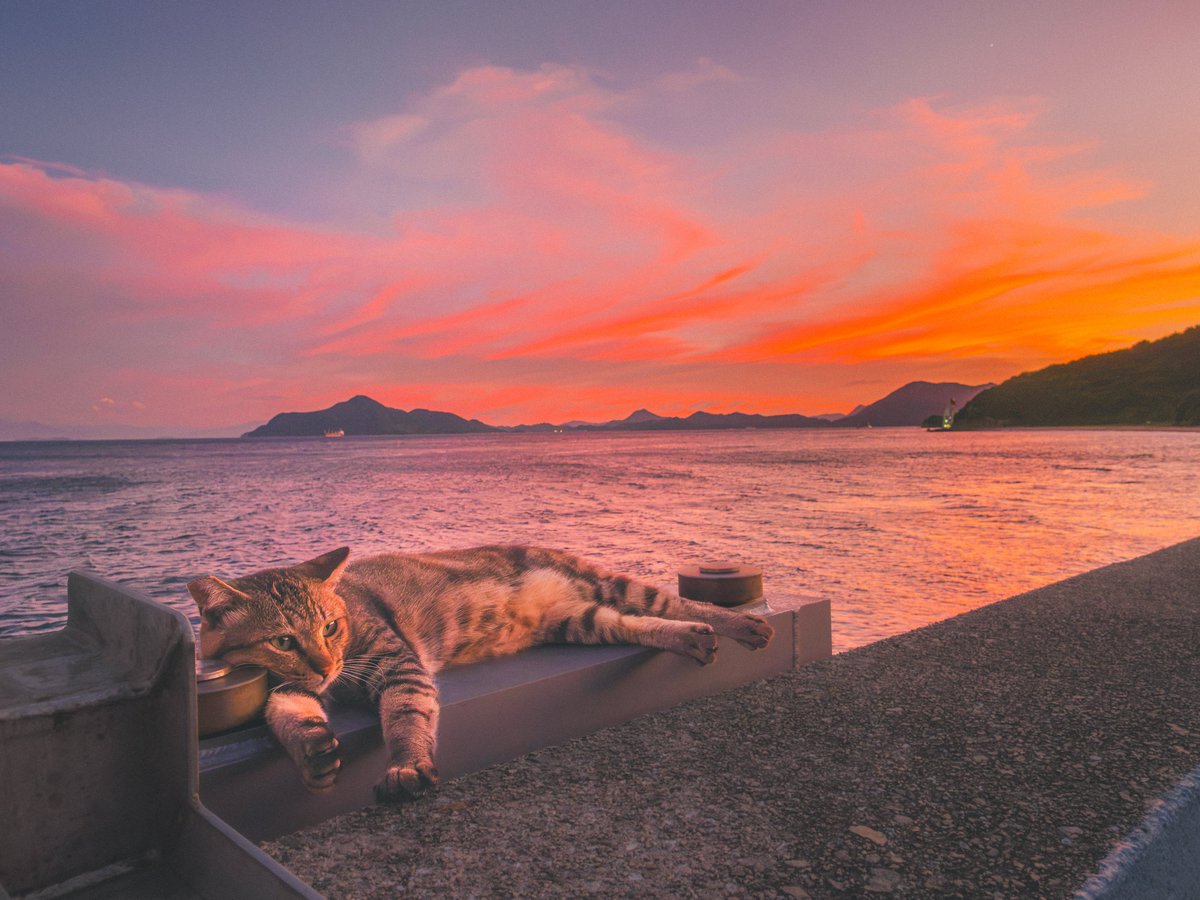 Ryoppi05670209's tweet photo. ひとりぼっちの夕焼けタイム. https://t.co/UaFkXoifMG
