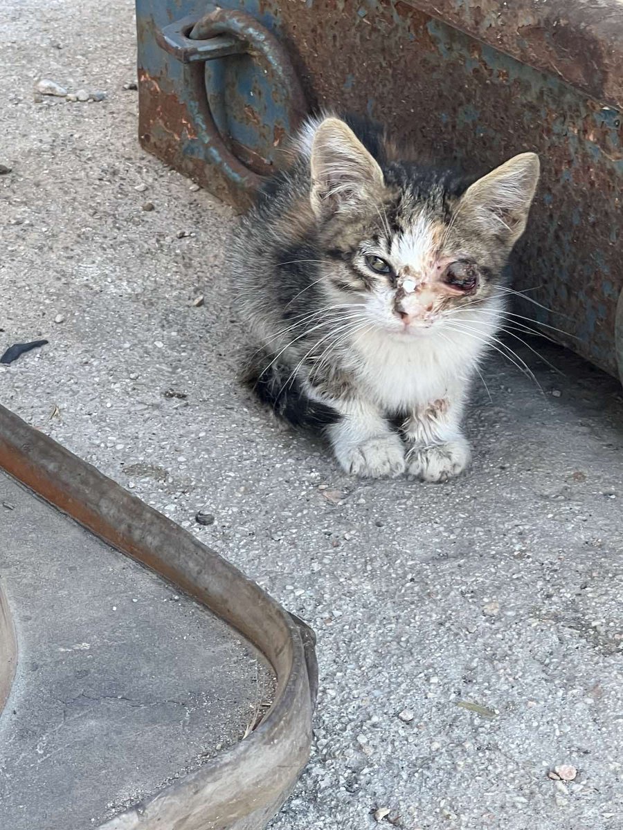 elinampounia's tweet photo. Περίπου 3,5 μηνών η Μπουκιτσα και μέχρι τώρα έχει βιώσει πολύ πόνο. Ευτυχώς τη βρήκε η φίλη εθελοντρια Ελπίδα, τη μετέφερε σε κτηνίατρο για το χειρουργείο κ τη τώρα τη φιλοξενεί. Αναζητάμε υιοθεσία για τη γλυκύτητα Μπουκιτσα. Βρίσκεται στην Αθήνα. Ευχαριστούμε πολύ ❤️ https://t.co/D7Anb4BukZ