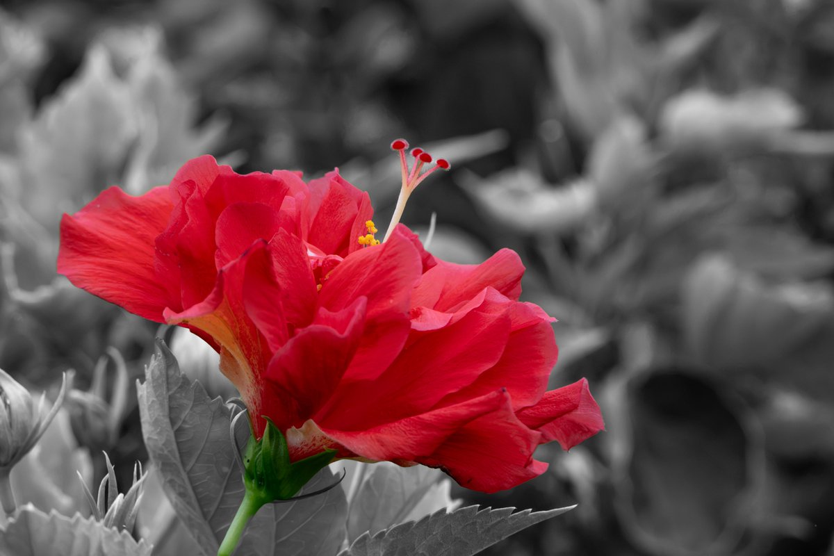 CRSImages's tweet photo. Theme Friday flowers...My pic for today  #Hybiscus  #Flowers https://t.co/D8ud97Vux2