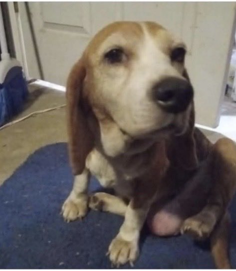 LolaPatolla's tweet photo. It’s $5 Friday!
We have 4 new faces this week!
Jett &amp; Jax- 2 Boyd rescued from being euthanized for space in NC.
Ruby Sue- senior beagle found stray.
Sweet Dottie Pop- senior in a high kill shelter.
If you’d like to help a little we truly appreciate it! ♥️
https://t.co/E3RohOMmwo https://t.co/zVMHZYLxsu