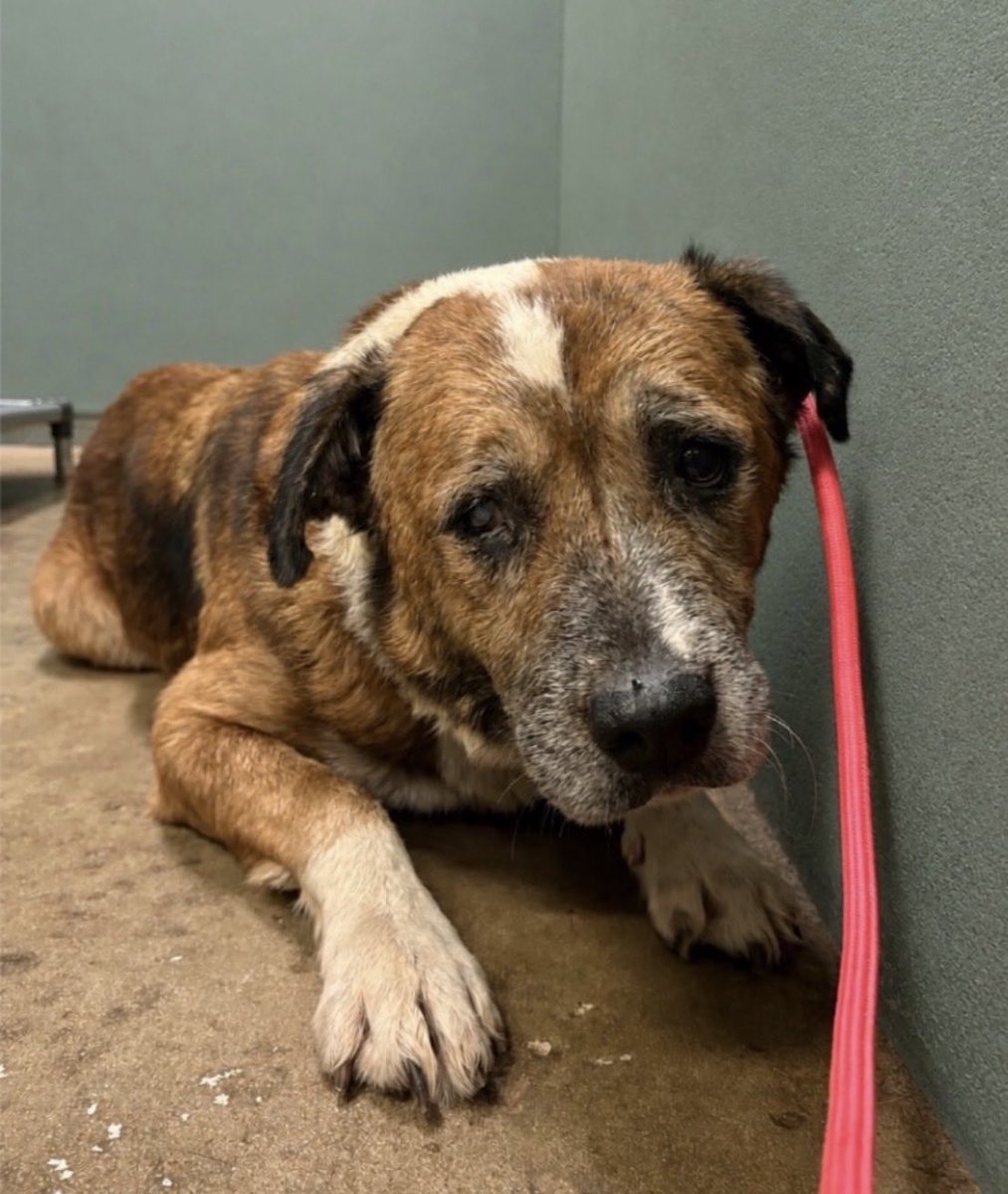 LolaPatolla's tweet photo. It’s $5 Friday!
We have 4 new faces this week!
Jett &amp; Jax- 2 Boyd rescued from being euthanized for space in NC.
Ruby Sue- senior beagle found stray.
Sweet Dottie Pop- senior in a high kill shelter.
If you’d like to help a little we truly appreciate it! ♥️
https://t.co/E3RohOMmwo https://t.co/zVMHZYLxsu