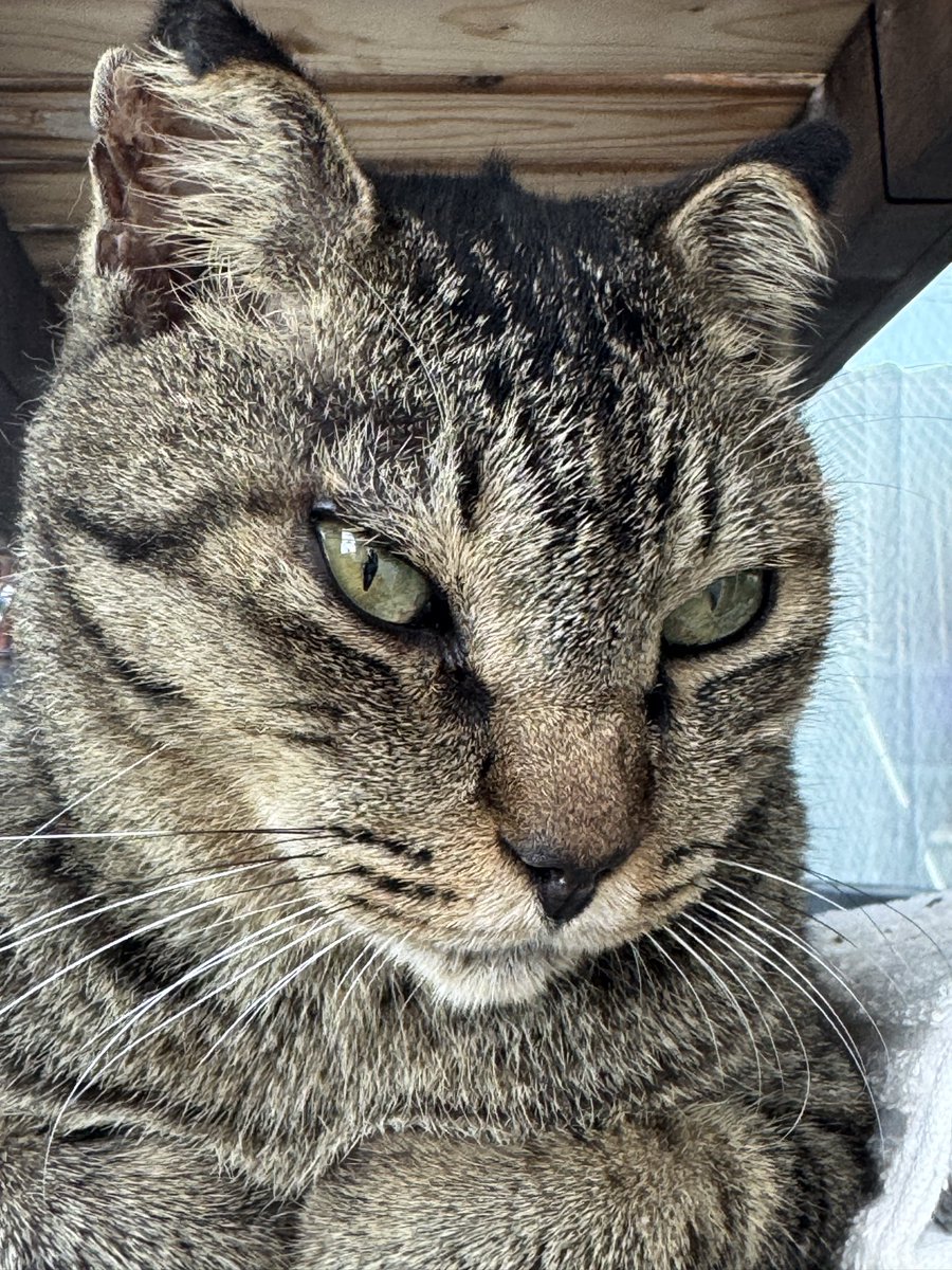 Post by motohiko sakaguti on X: ネコ🐱