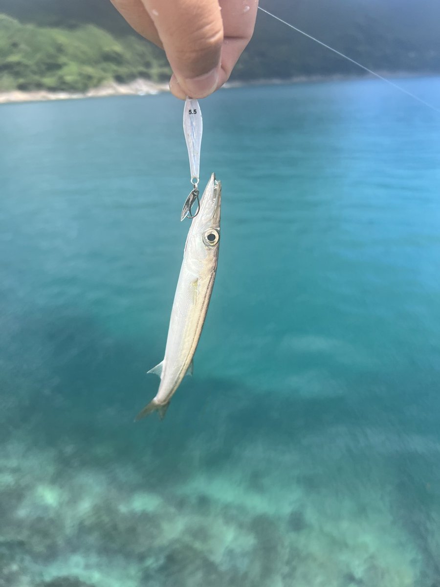 kajinaofishing's tweet photo. ナッゾジグでしか食わせられない状況がある

今日のカマスは選り好みが激しく、ワームなども試したけどパターンにカチッとハマったのはナッゾジグだけだった

少しの時間だけだったけど、厳しい中でもパターンを見つけて、プチ連発を楽しめました

#INXlabel
#SABIAevolución
#NAZZOJIG
#PR https://t.co/LPy5hEiFlD