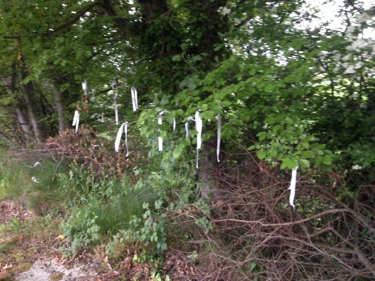 MiamiShowband's tweet photo. Fifty one years later, visitors from all over the world still tie white ribbons on the trees and bushes at the site of The Miami Showband Massacre ❤️🎶 https://t.co/wyAhv2gBjS