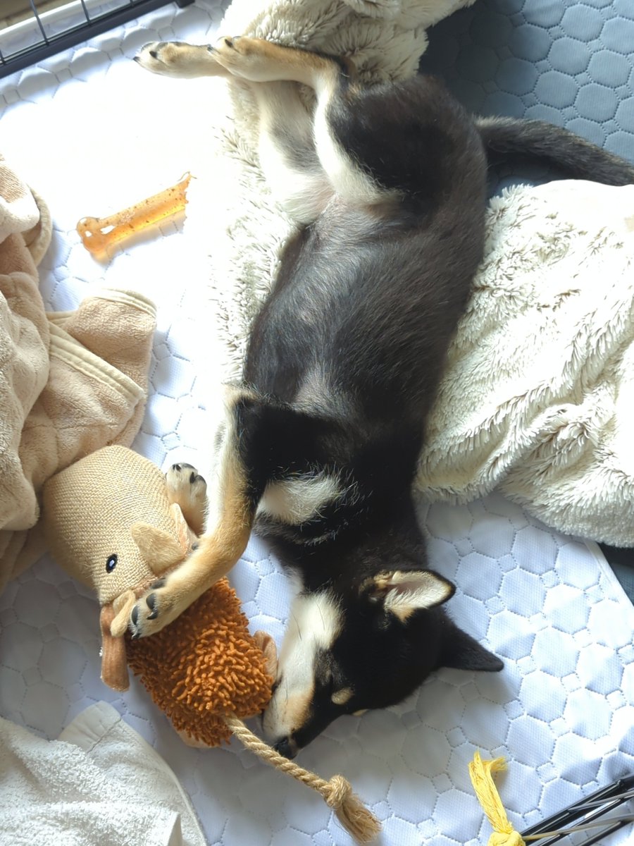Shibainu_Anne's tweet photo. 今日の相棒マダオ🐮 とお昼寝のアンちゃん
 #黒柴 #kuroshiba #柴犬 #shibainu  #パピー期 #5ヶ月 #puppy https://t.co/UYPiNb9Imw