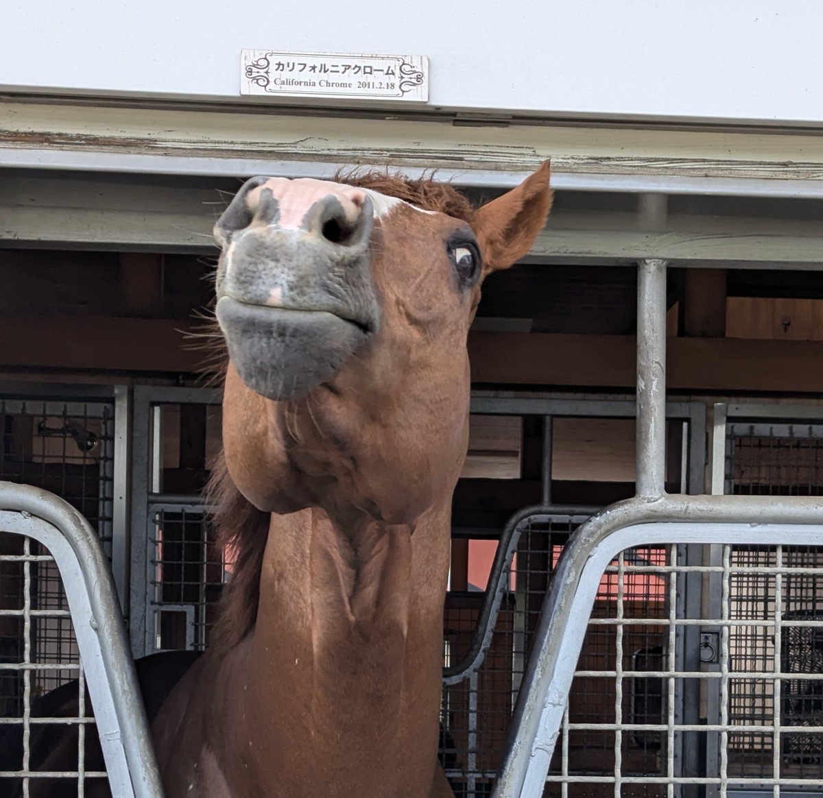 Yamikunsan's tweet photo. 今日は馬しか見てないし､明日も馬しか見ない🐎🐎🐎 https://t.co/LuEtMfEl6I