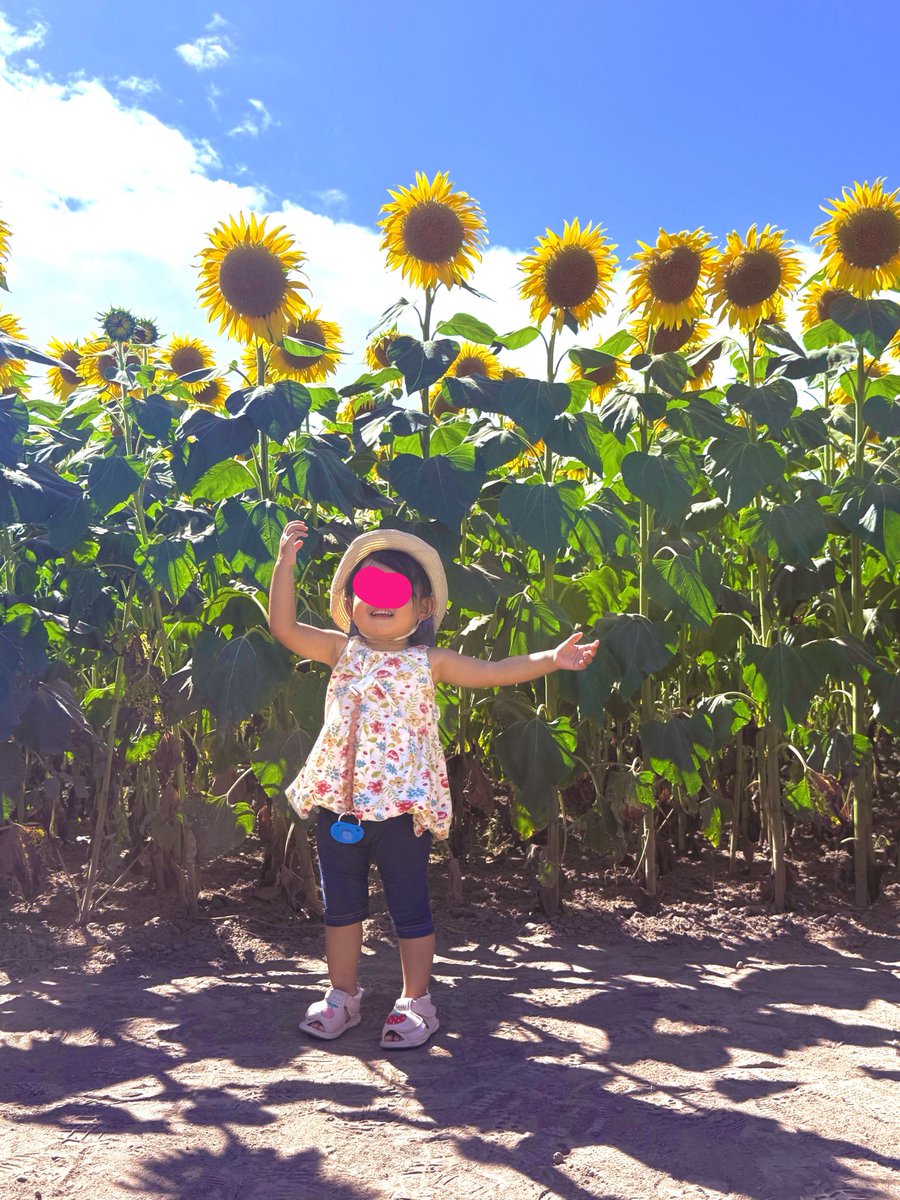 debumi1989's tweet photo. 初めて北竜町のひまわり畑🌻🌻🌻に来た
娘も楽しそうだったしいい写真が撮れた
去年の夏は富良野のラベンダー🪻を見て今年はひまわり🌻を見て
北海道満喫✨　まだまだ上湧別のチューリップ🌷や東藻琴の芝桜🌸　娘に見せたい景色はいっぱい

早く道民に戻りたい
家を建てるタイミングがねー https://t.co/7n3Az6S9D5