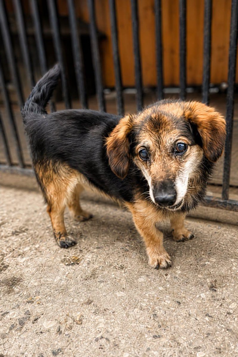 RobwalkaW's tweet photo. Fredzio jest tym psem,na którego nikt nie zwraca uwagi. Tym, który ma chyba najmniejsze szanse na adopcję,bo jest stary.Fredzio nadal czeka ...
Nie chcemy,żeby tak skończyło się jego życie.
Spokojny i łagodny 
Pomożemy w transporcie do nowego domu
sch.w Tarnobrzegu 660-479-403 https://t.co/PnnYBy3pBM
