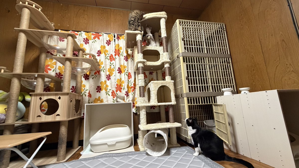 WithU_mayuka9's tweet photo. やっと組み立て終わったー
背が高過ぎて上の段椅子持って来て組み立てたよねw
組み立て終わってニャンズが遊んでたんだが、思いの他揺れてちょっと怖い:( ;´꒳`;)隣のキャットタワーと同じサイトで買えば良かったと今更後悔:( ;´꒳`;)
まぁ、ニャンズが楽しそうに遊んでるから見守るかな https://t.co/AvKgrwv6oz