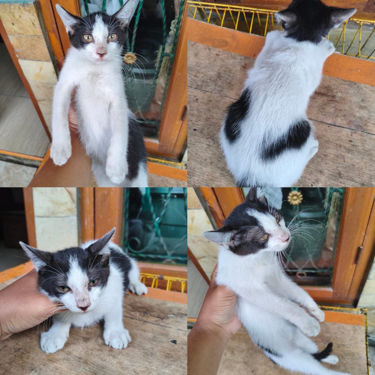 Dikadika569's tweet photo. Bismillah, Open Adopsi Kucing Gratis 

•Kondisi sehat
•Kelamin jantan
•Udah bisa makan sendiri 
•Udah bisa pup sendiri di WC &amp; pasir (perlu ajarin lagi ditempat baru)
•Umur 2 bulan

Lokasi komplek perumahan peruri, desa sirnabay, Karawang. https://t.co/FoZ3FX3kDJ