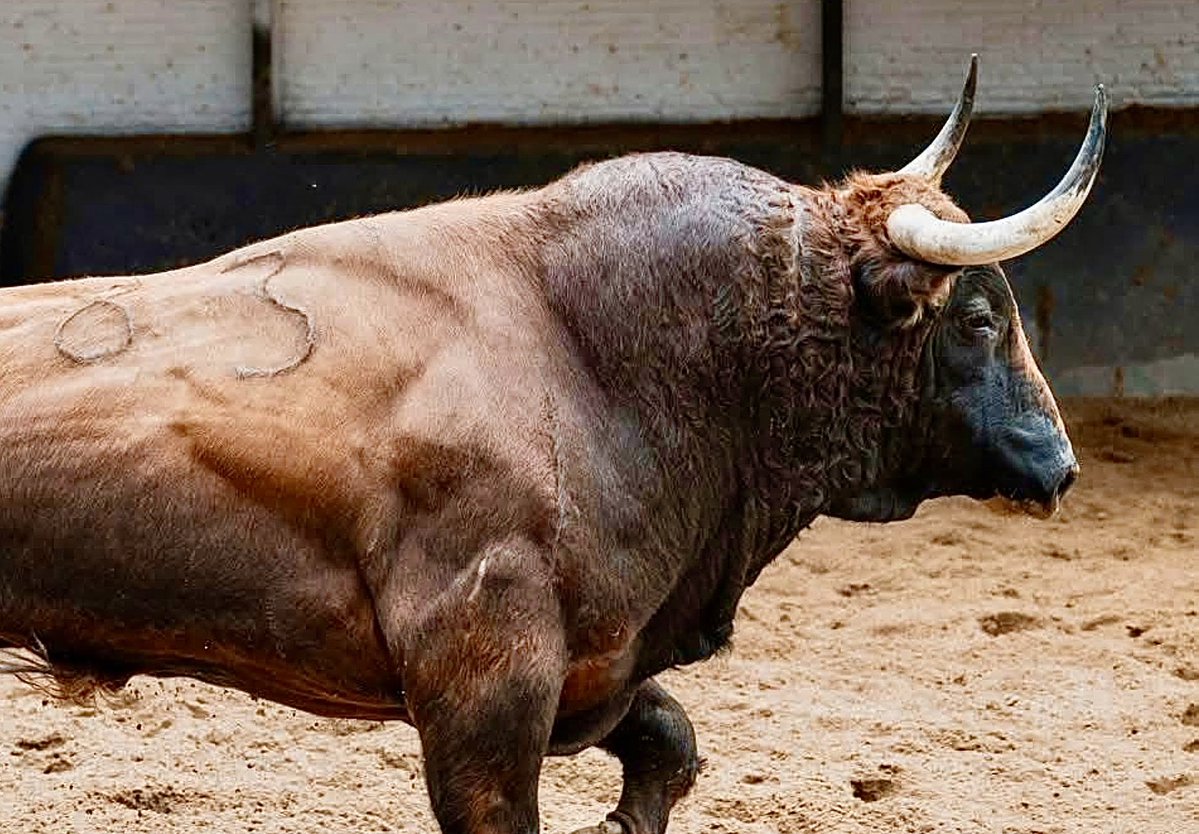 Ignacioirujo's tweet photo. #Toro #Bulls #Spain #Tauromaquia #Espectacular #Belleza #Bravura #Nobleza #Fuerza #GanadoBravo #Cultura #Dehesa #ReinoAnimal #Colorido #Presencia #Respeto #Fuerza #PielDeToro #CorridaDeToros #Maestro #PlazaDeToros #FiestaBrava #Torero #MatadorDeToros #CulturaEspañola #España🇪🇸 https://t.co/96Nm1LId7c