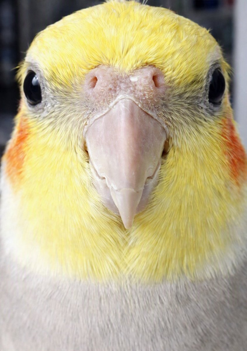 kohaito7915 tweet picture