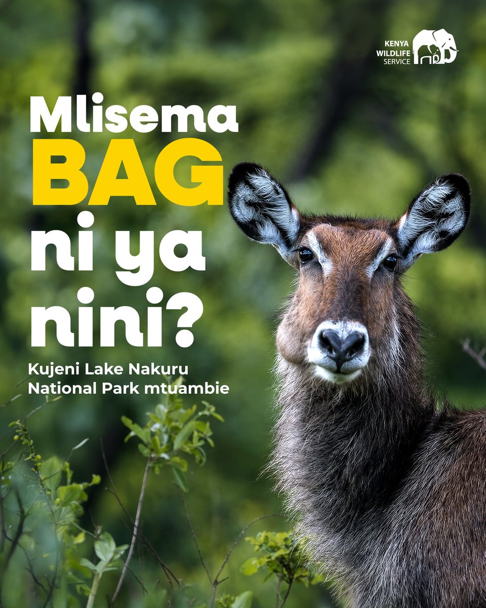 KWSKenya's tweet photo. Tumechoka kujifanya, tuambieni kwa comments 😂

#WildAugust2026 #ExploreExperienceConserve https://t.co/mcaYUfjd9W