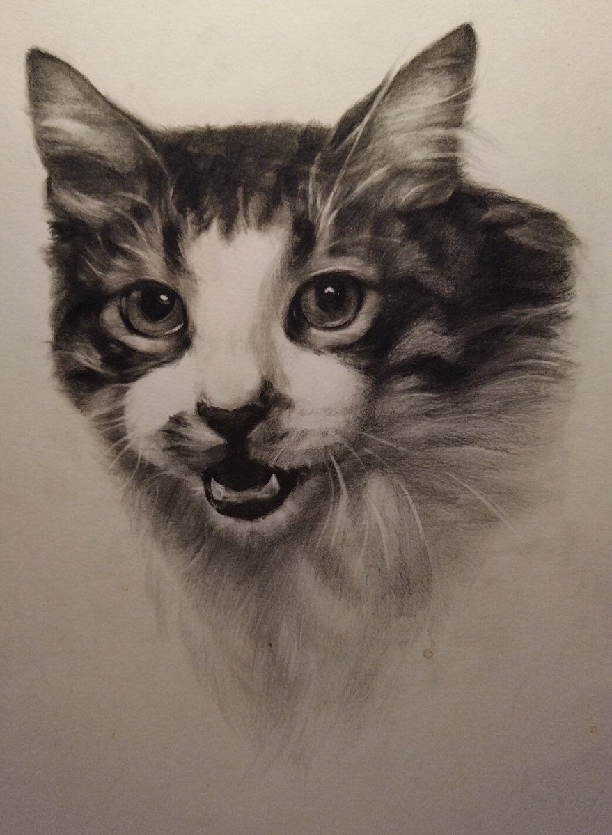 Fladoreino's tweet photo. Some drawings of my cat and dogs these years. https://t.co/naDlyZEO0p