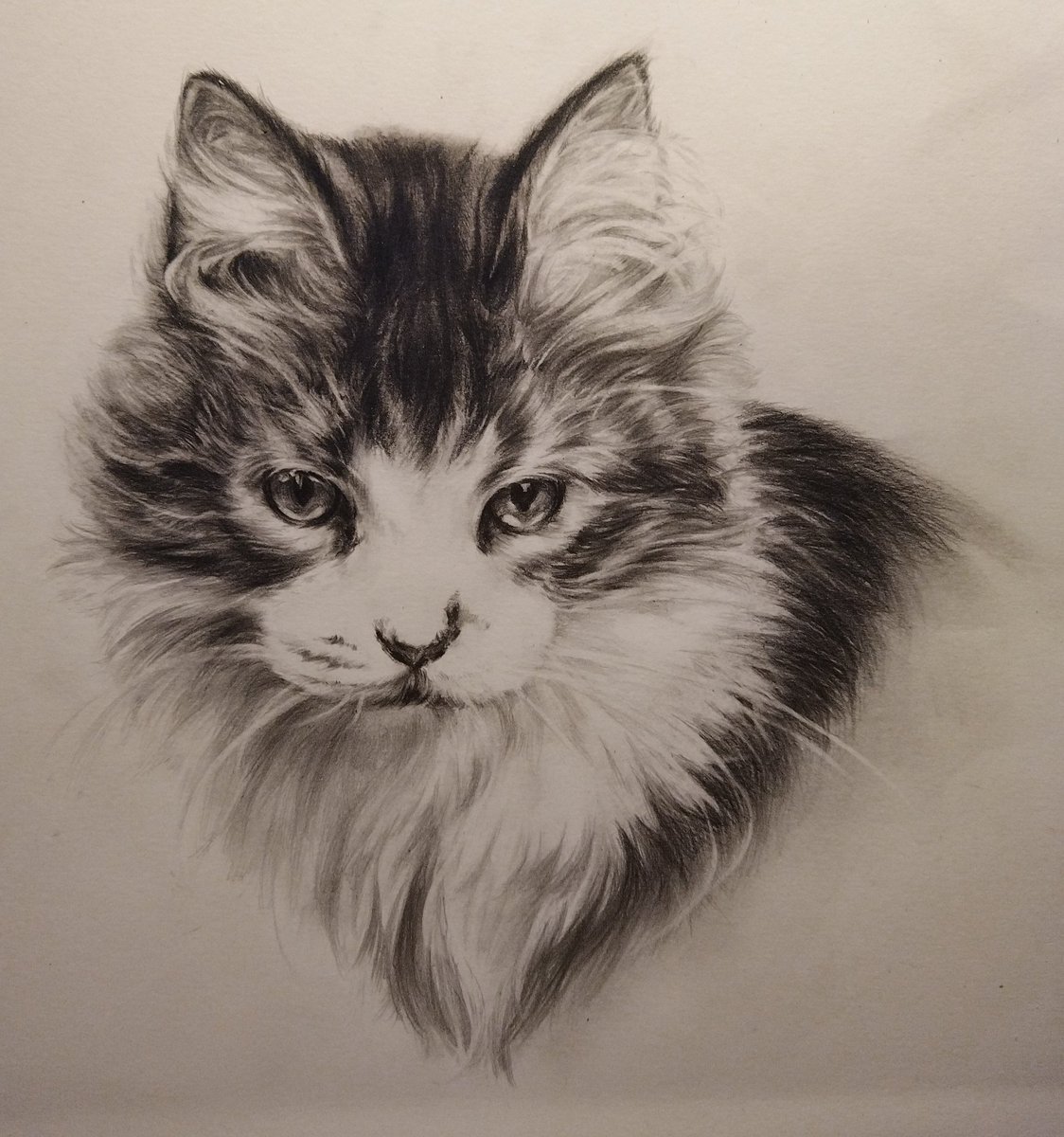 Fladoreino's tweet photo. Some drawings of my cat and dogs these years. https://t.co/naDlyZEO0p