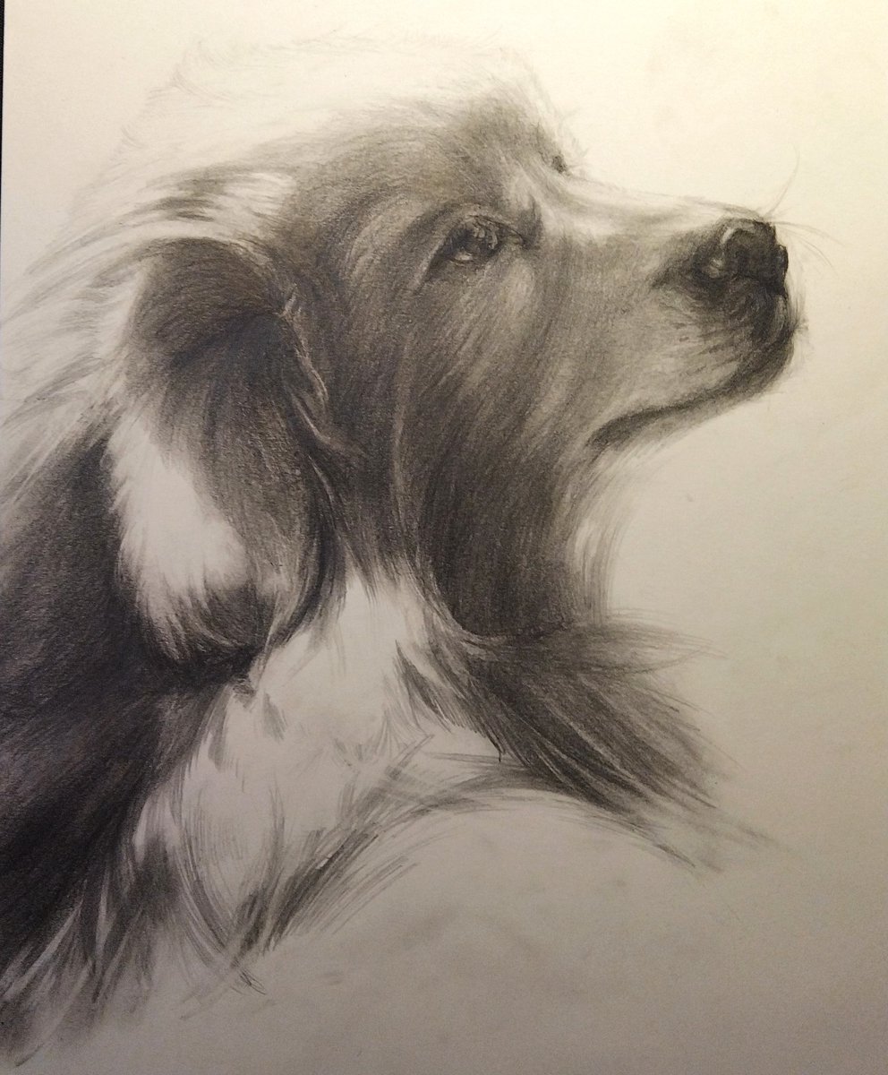 Fladoreino's tweet photo. Some drawings of my cat and dogs these years. https://t.co/naDlyZEO0p