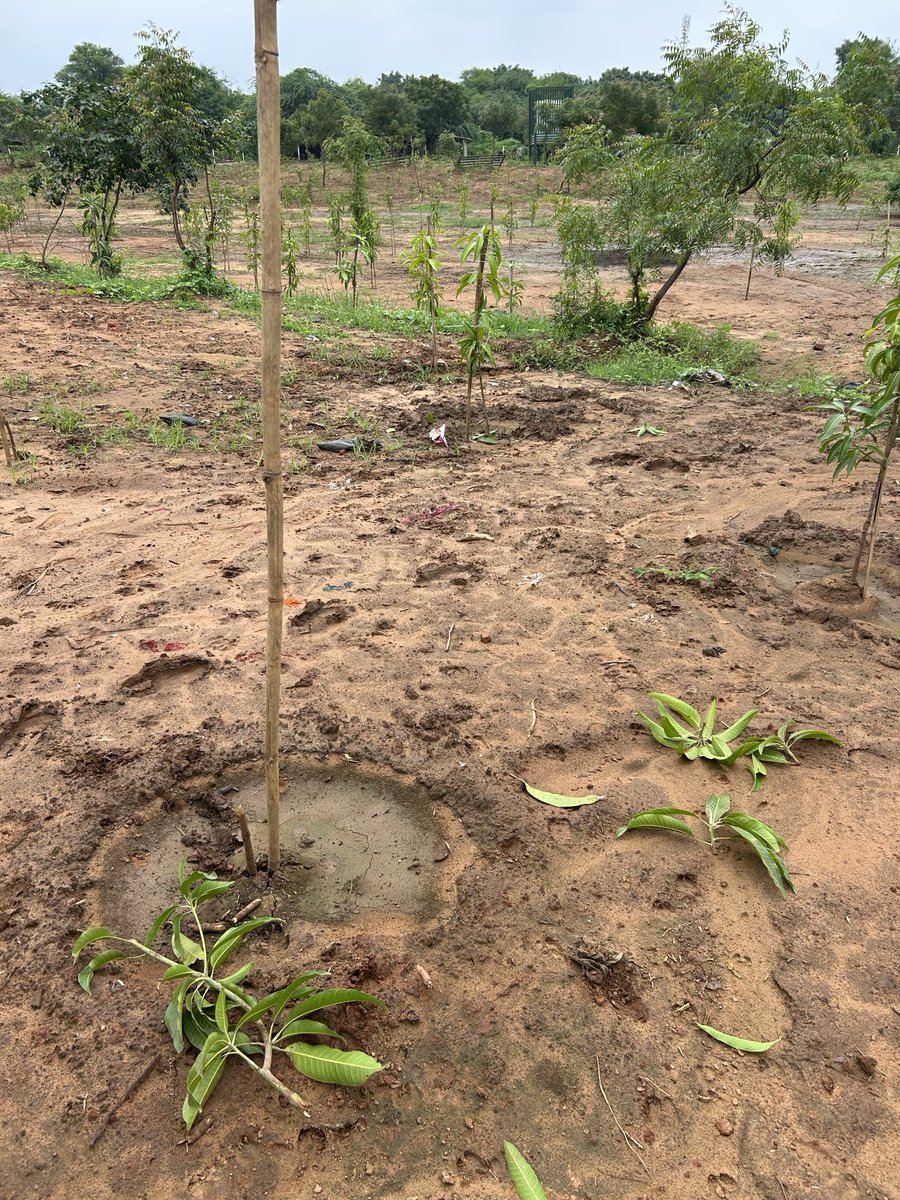 MdProsperous's tweet photo. DAMAGE BY PIGS AND MONKEY

🙏💐PLANTATION AND CARE 🙏💐

REPLACEMENT BY NEW PLANTS DONE🙏💐

VAN KRUPA FOUNDATION, KOLAVADA🙏💐

GANDHINAGAR MUNICIPAL CORPORATION🙏💐 https://t.co/VufFnuSlVe