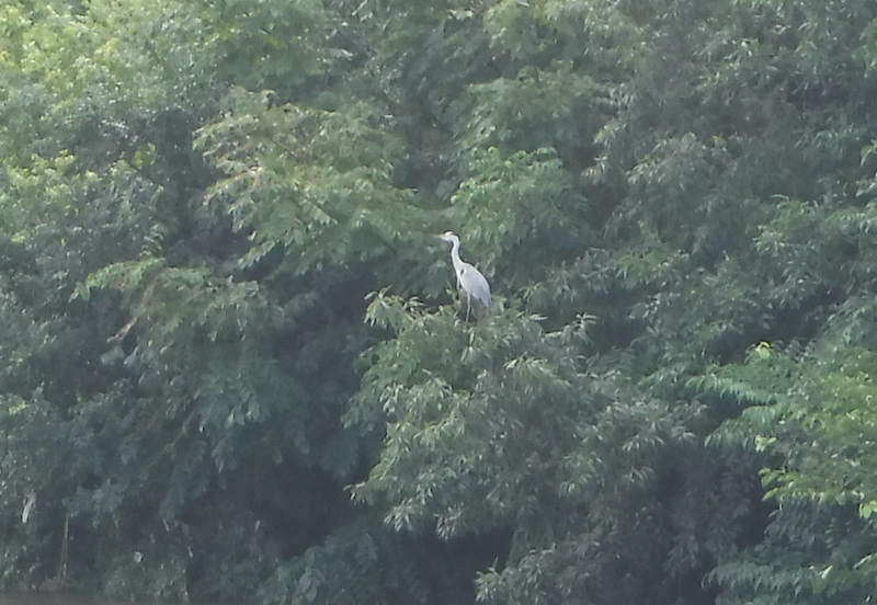 pga02654's tweet photo. *1 大雨の後の川
*2 凛とした姿の鳥
*3 コウガイビル（1m弱）
*4 ミミズを与えてみた https://t.co/m4aWkz6I3R