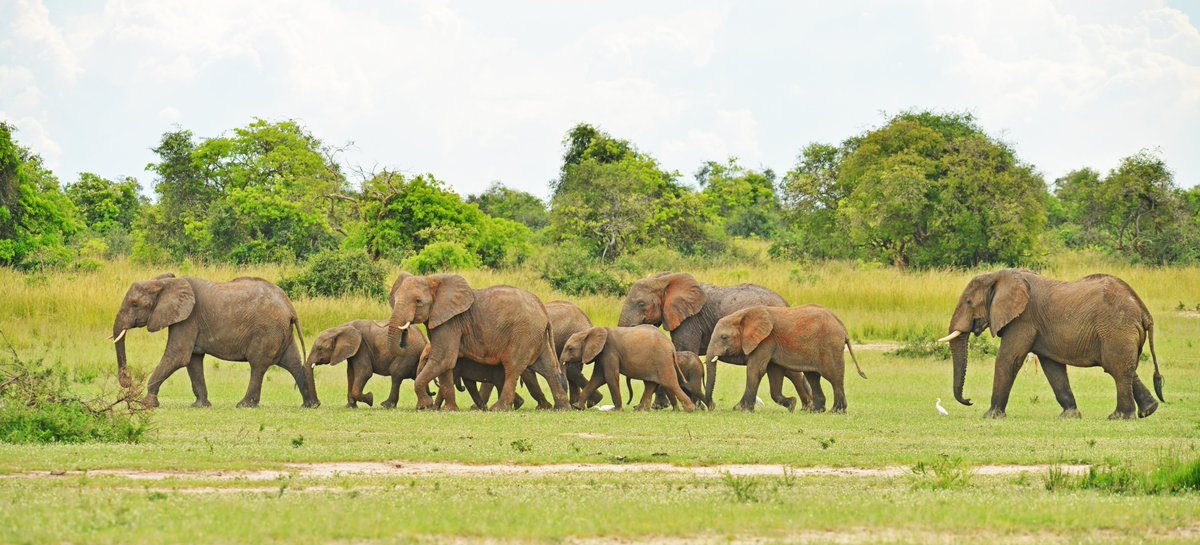 CreamTours's tweet photo. Imagine watching these magnificent giants grazing, walking with their herds, and enjoying Uganda’s breathtaking landscapes.
Ready for your African wildlife adventure? Book your Uganda safari with Cream Tours and Safaris today!
info@creamtoursandsafaris.com
https://t.co/Qm3PMOlq9f https://t.co/x2XgfnaUY7